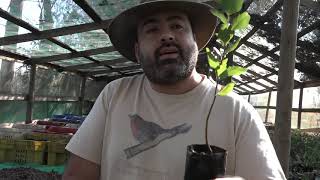 Peumo Especie Endmica De Chile