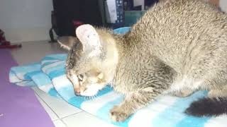 Adopted Cat Which Found To Be Disabled