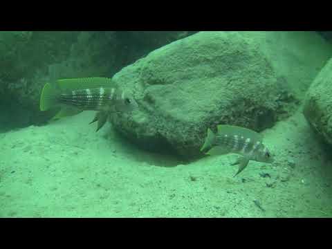 Neolamprologus tetracanthus, protecting their offspring.