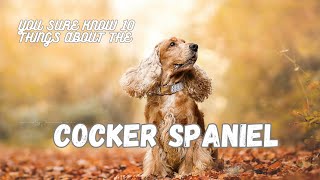 Cocker Spaniel, You Sure Know 10 Things About #dogfacts