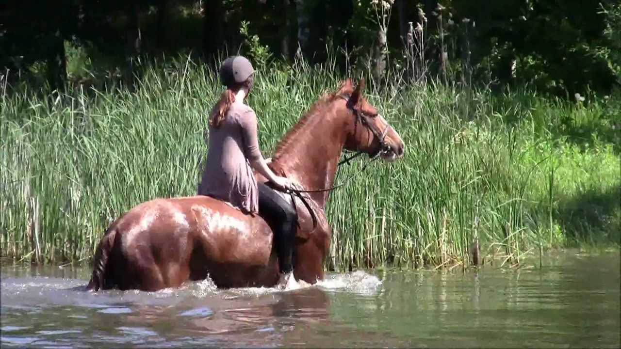 Swimming with horses YouTube