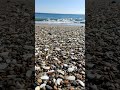 【Japanese beach pebbles1】集合体 Agoraphobia