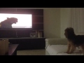 Vine my dog watching tv