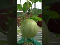 Striped Melon
