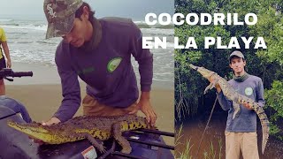 Cocodrilo en la playa | Rescate de 2 cocodrilos moreletii