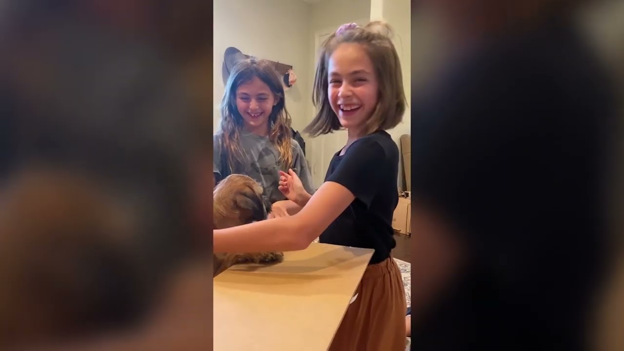 Strays (2023) - A New Best Friend