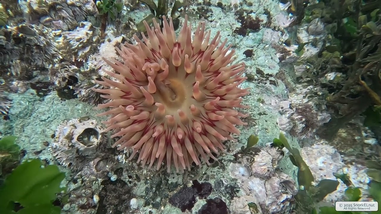Painted Anemone | Vancouver Island | Underwater 4K | Snorkelling | 29 11 2025