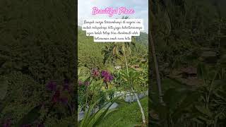 𝘽𝙚𝙖𝙪𝙩𝙞𝙛𝙪𝙡 𝙋𝙡𝙖𝙘𝙚 #music #instrumental #folklore #wirausaha #goat #pakanterbaik #shortvideos #domba