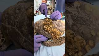 This Creature Attaches Itself Permanently And Never Moves Again