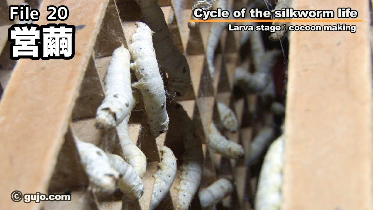 蚕の一生】Cycle of the silkworm life 20/33 営繭 - YouTube