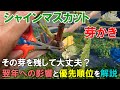 シャインマスカットの芽かき(樹形完成後) その芽を残して大丈夫? 翌年への影響と優先して芽かきすべき場所について解説
