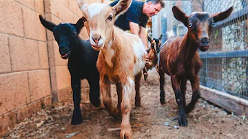 the BABY GOAT TRAINING has begun, some are not happy! (goat farm adventures)