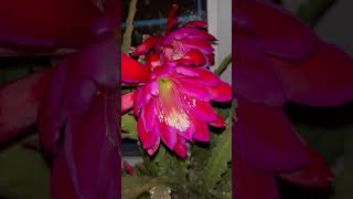 Весенний эпифиллум Epiphillum hybrid #epiphyllum #plants