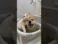 persahabatan sejati anjing dan kucing!#viral #kucing #animals #fakta #art #lucu