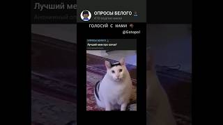 Лучший Мем Про Котов? #Опрос #Мем #Опросы #Шортс #Опросыбелого