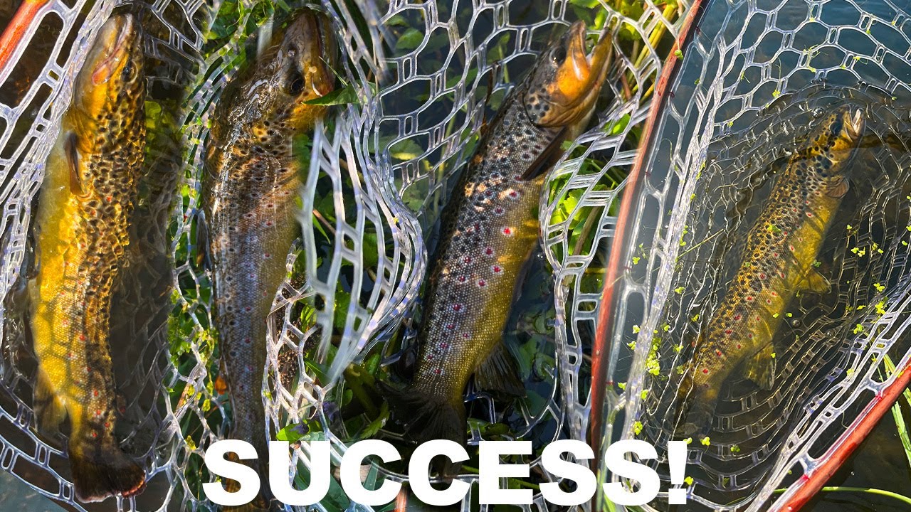 Last Brown Trout Fishing Trip of 2024! 🎣 Big Fish & Pro Tips for Catching Giants