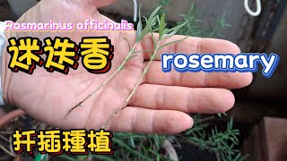 迷迭香扦插種植 ローズマリー rosemary