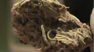 Trainwreck Weed