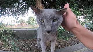 えっ!またあの猫?いやちょっと小さいかな