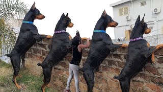 Only These Dogs Are Better Than a Doberman
