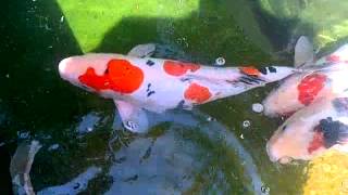 Biggest Koi Fish World in Bali