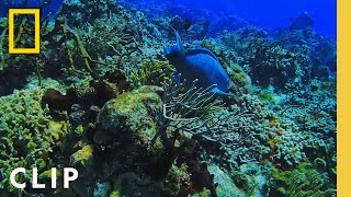 Experiencing the currents of the coral reef | Never Say Never with Jeff Jenkins