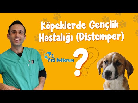 Video: Köpek Distemper / Parvo Bordetella ve Kuduz Aşısı