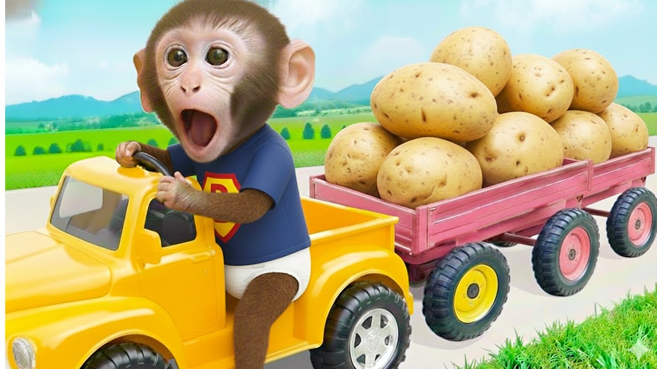 Ladang Kentang Jadi Ramai Karena Ulah Monyet Bim