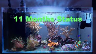 28 - 11 Months Update, Nano-Reef Upgrade by Peter Reef 2,012 views 6 months ago 4 minutes, 50 seconds