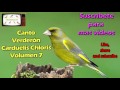 Canto Verderón / Carduelis Chloris / Volúmen 7