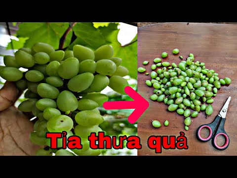 #7 Vườn Nho NGÓN TAY : chọn lọc quả cho chùm nho . Sđt: 0568583707
