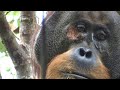 Orangotango selvagem curou ferida com unguento que ele preparou, dizem cientistas | AFP