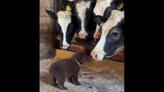 😺 Супер смешные видео с животными! 🐕 Вы будете смеяться! 😸