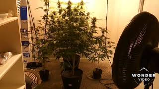 End of wk1-8/harvest Grandaddy Purps, Blueberry Cookies.  Watch these ladies get fat! 😎🌱🌳