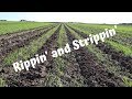 Strip-till, Cover crops, and Checking Beans | Vlog 36