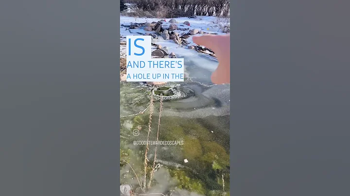 Can koi survive freezing temperatures? #funfactfriday