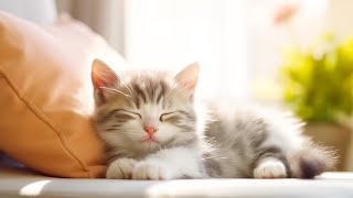 Музыка для нервных кошек — успокаивающая музыка для кошек для глубокого расслабления, сна и комфорта