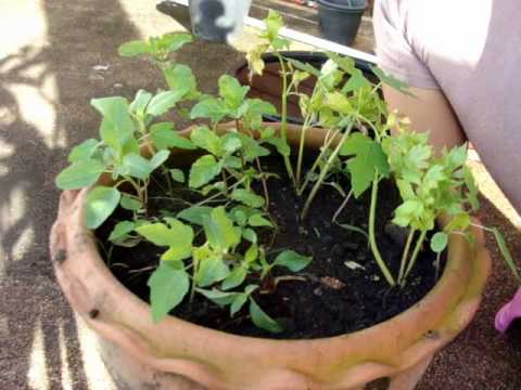 Thailand Kitchen Trick: How to plant and grow the sweet Thai basil