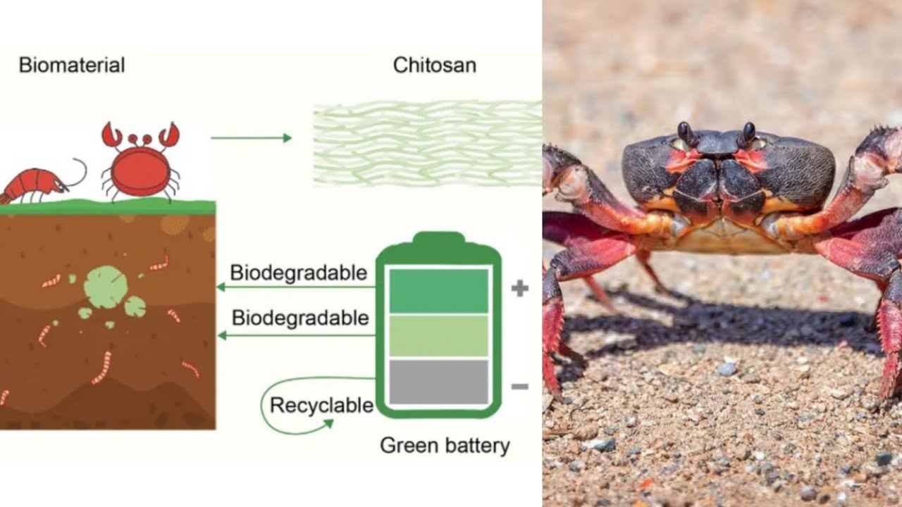 Scientists Turn Crabs Into Biodegradable Batteries YouTube