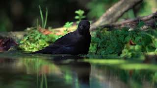 Fekete rigó, Common blackbird