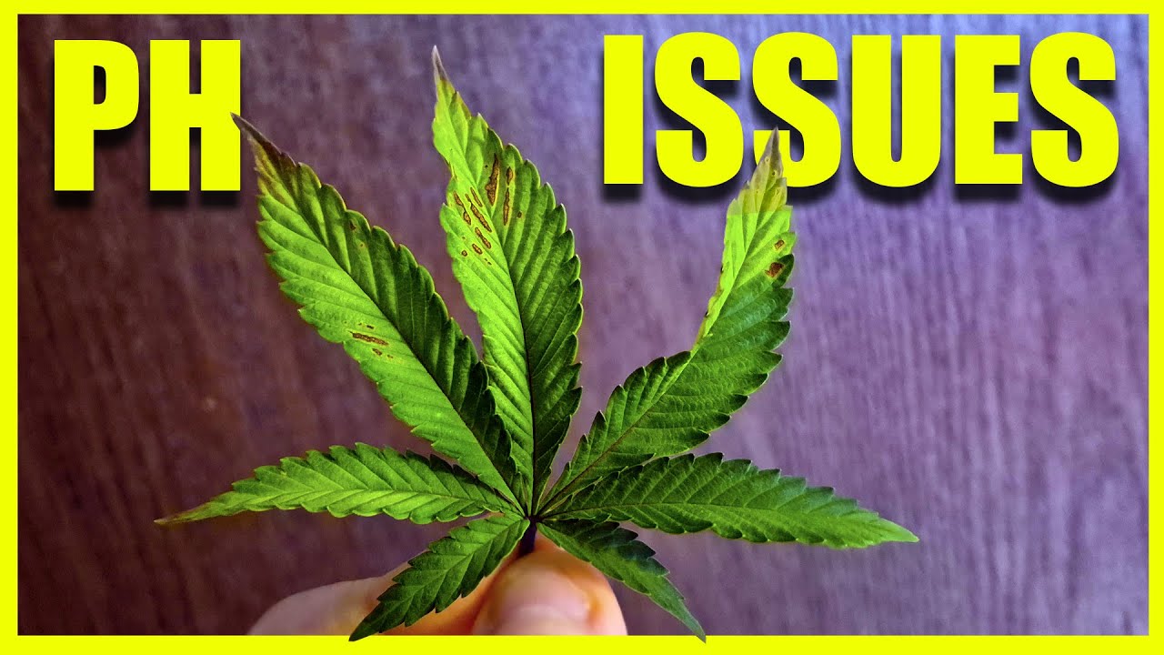 CANNABIS PH ISSUES - In the MARSHYDRO 5x5 w/ FC8000 & iHubPro