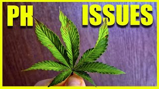 CANNABIS PH ISSUES - In the MARSHYDRO 5x5 w/ FC8000 & iHubPro