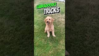 Mini Goldendoodle Tricks Good Boy!!