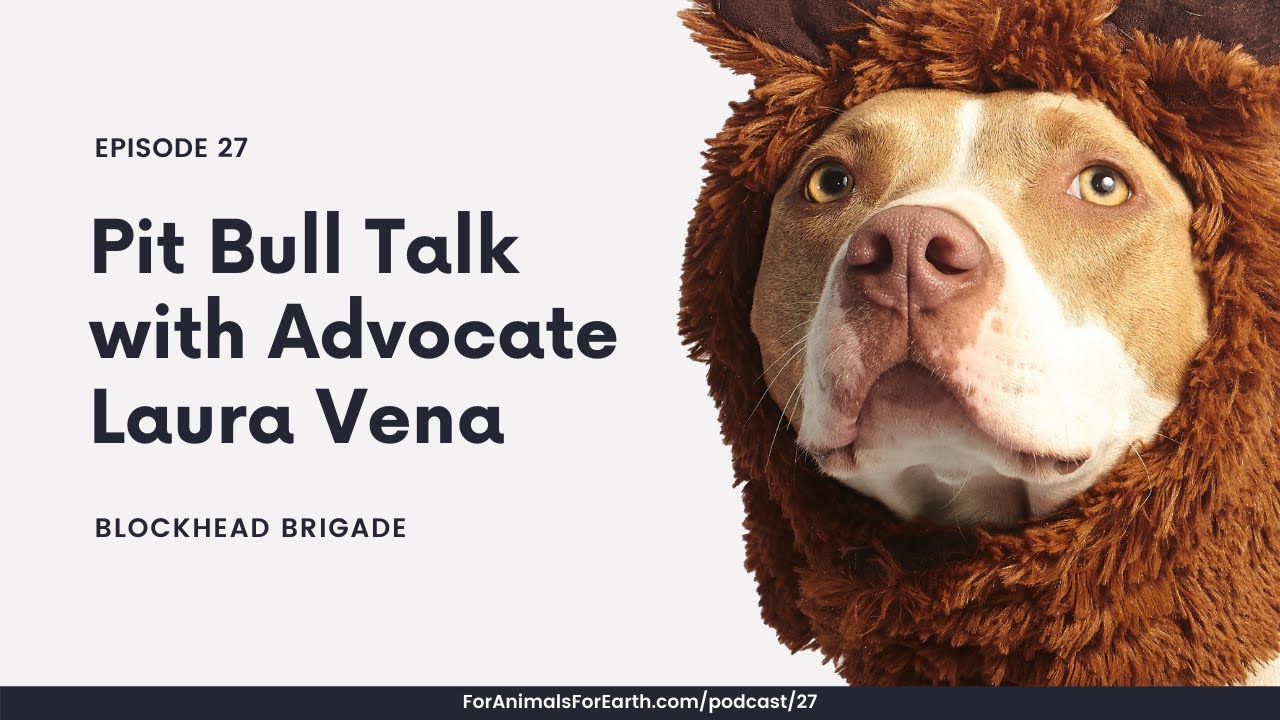 Pitbull Advocate 