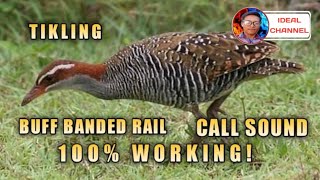 Tunog ng tikling / Buff banded rail / ( Ideal Channel mix vlog )