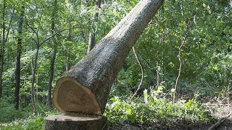 Forest Management and Timber Procurement