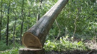 Forest Management and Timber Procurement