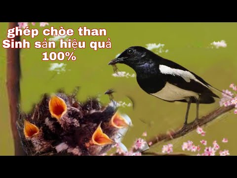 Video Cách ghép chòe than Sinh sản || chia sẻ Kinh nghiệm... - youtube
