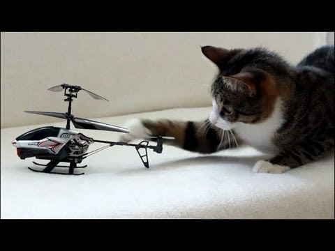 Cat vs RC Helicopter