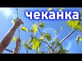 Чеканка побегов винограда.